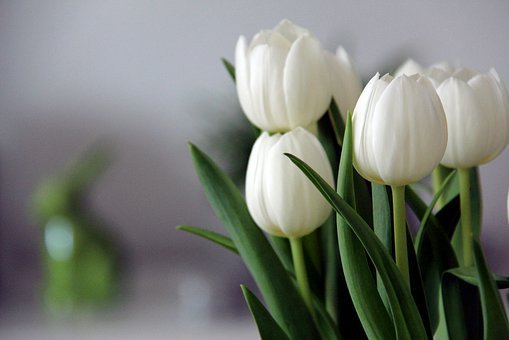 Тюльпаны, Цветы, Белые Тюльпаны